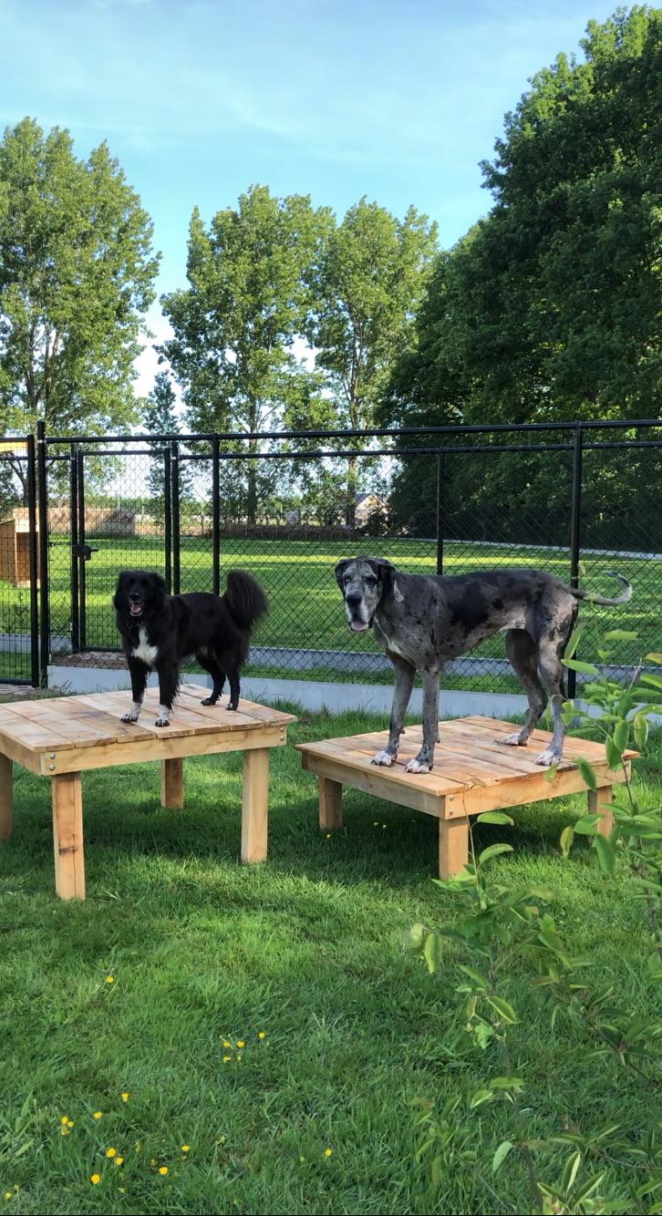 Reserveer Zwarte hondentuin - Afbeelding 2