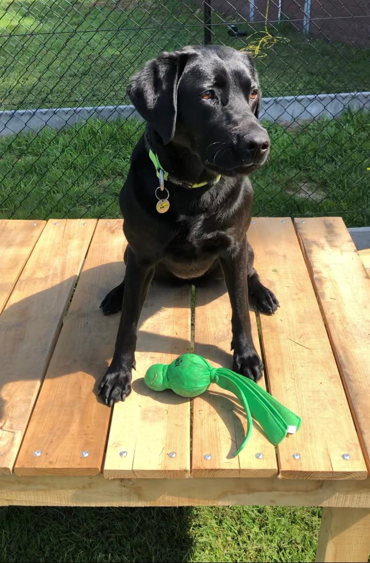 Reserveer Zwarte hondentuin - Afbeelding 3