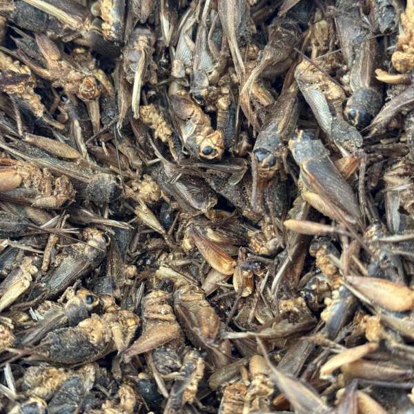 Krekels / krekel stukjes