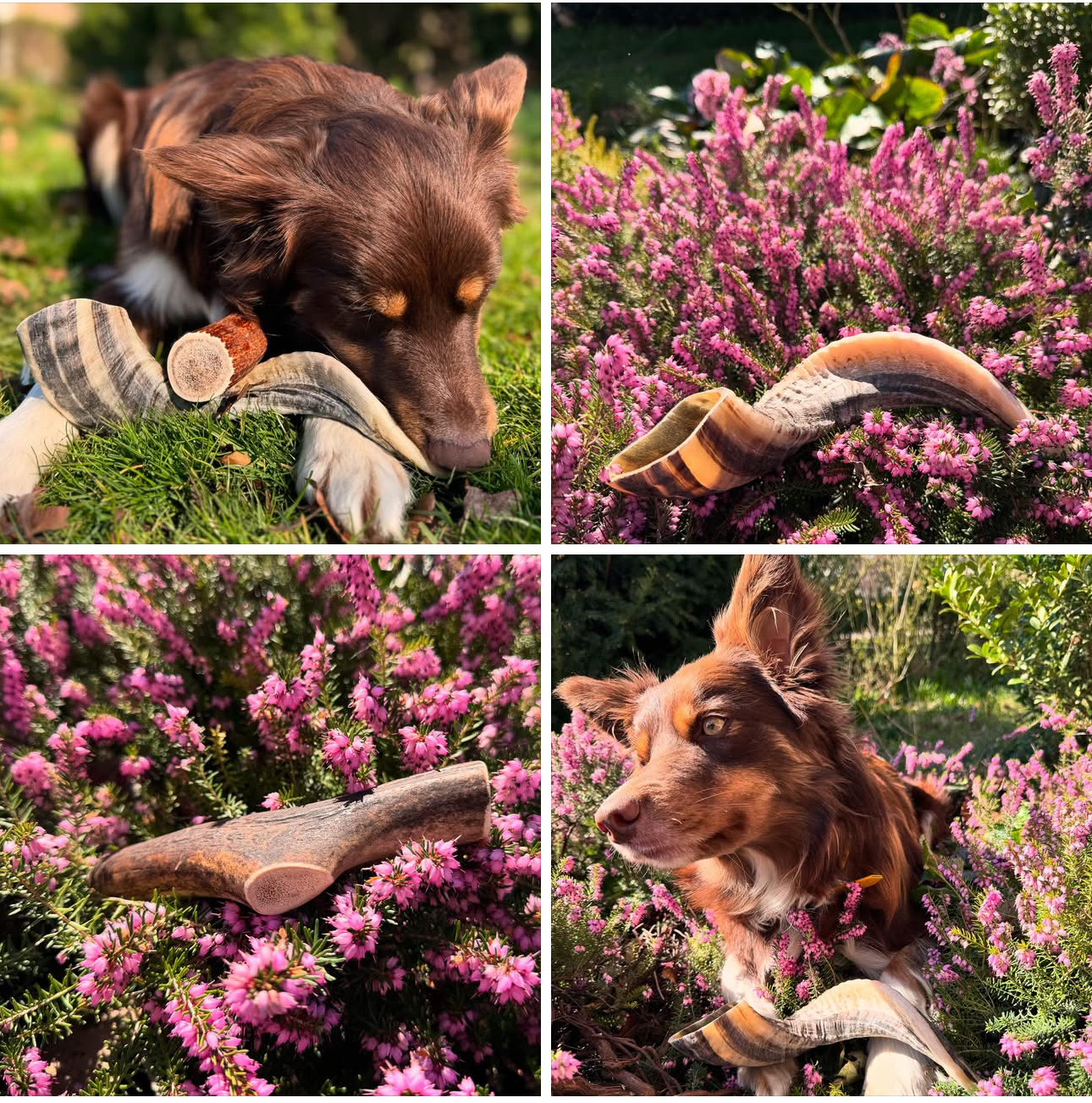 Kauwhoorn schaap - Afbeelding 2