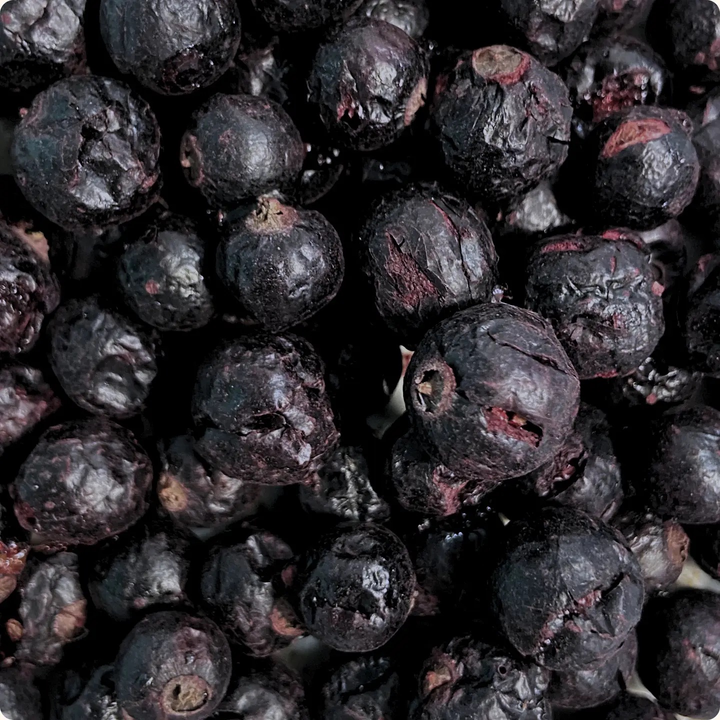 Gevriesdroogde Zwarte bes - Afbeelding 2