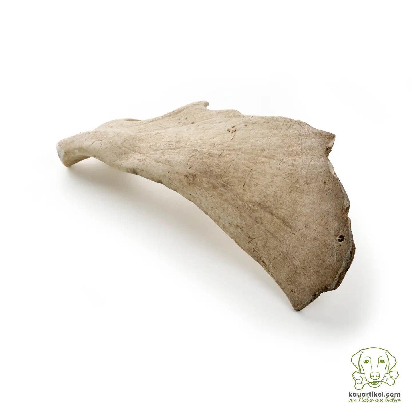 Kauwhoorn eland - Afbeelding 2